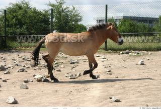 HorseZOO poses 0086