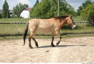 HorseZOO poses 0091