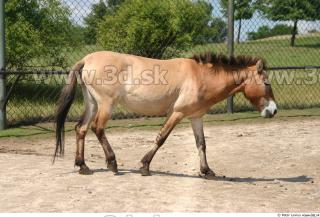 HorseZOO poses 0092