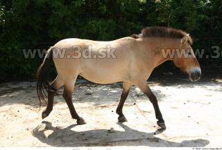 HorseZOO poses 0094