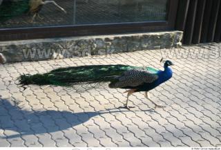 Peacock 0031