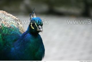 Peacock 0036