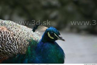 Peacock 0037