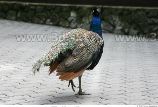 Peacock 0038