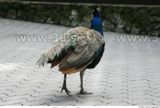 Peacock 0039