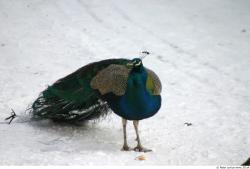 Whole Body Peacock