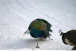 Whole Body Peacock