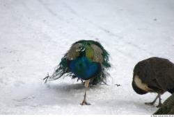 Whole Body Peacock