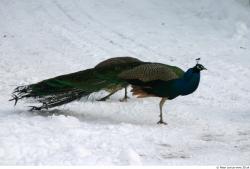 Whole Body Peacock