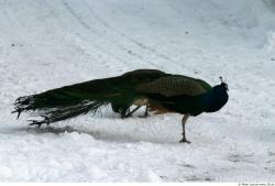 Whole Body Peacock