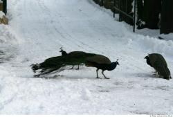 Whole Body Peacock