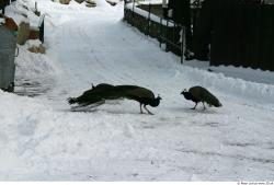 Whole Body Peacock