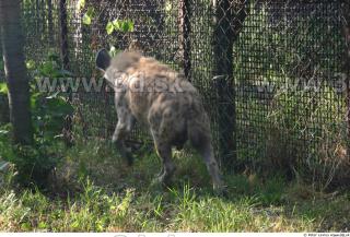 Hyena2 0004