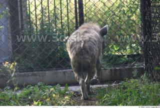 Hyena2 0005