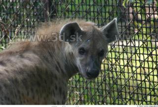 Hyena2 0010