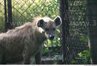 Hyena2 0014