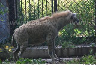 Hyena2 0022