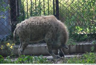 Hyena2 0023