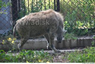 Hyena2 0024