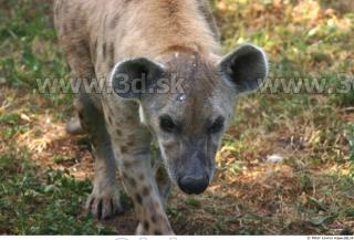 Hyena2 0027