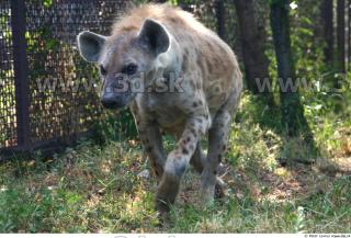 Hyena2 0031