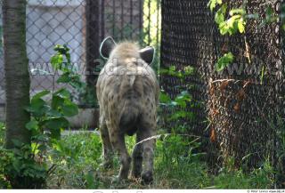 Hyena2 0036