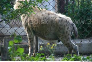 Hyena2 0046