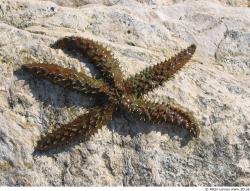 Starfish