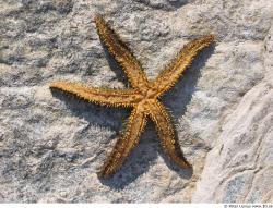 Starfish