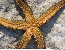 Starfish