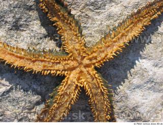 Starfish 0010