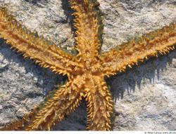 Starfish