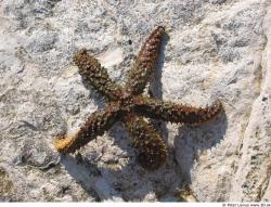 Starfish