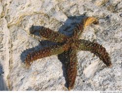 Starfish