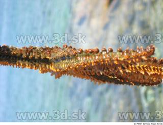 Starfish 0025