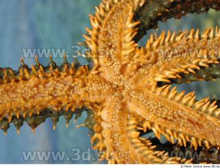 Starfish 0027