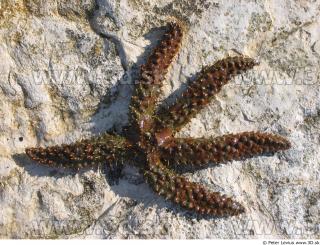 Starfish 0028