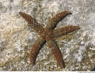 Starfish 0031