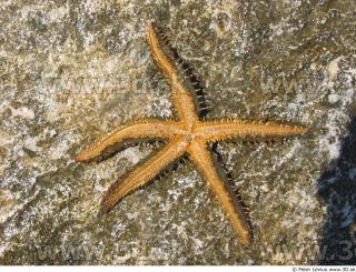 Starfish 0033