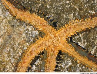 Starfish 0034