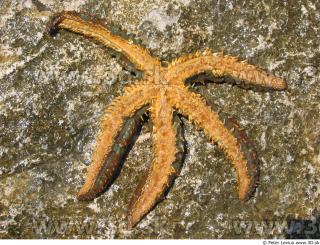 Starfish 0038