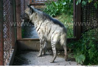 Hyena3 0034