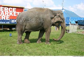 Elephant 0001