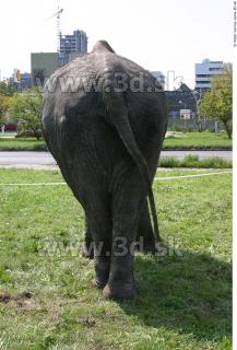 Elephant 0028