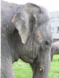 Head Elephant