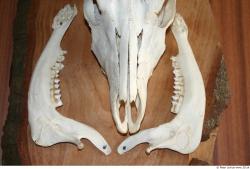 Skull