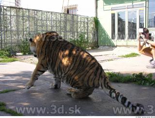 Tiger poses 0017