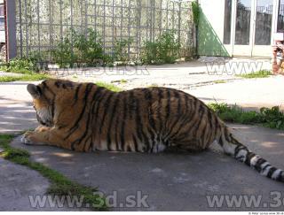 Tiger poses 0018