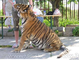 Tiger poses 0023