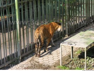 Tiger poses 0032